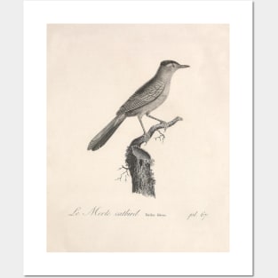 The Dead Catbird Natural history of vintage birds of North America Posters and Art